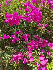 Flores color rosa intenso y fondo de hojas verdes