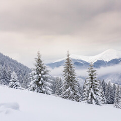 Fototapeta premium Snowy Winter Landscape