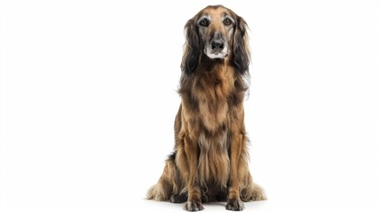 A soulful black and tan dog sits attentively, offering its undivided attention, showcased on a white background