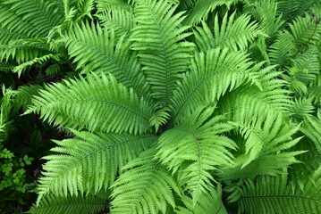 Ostrich fern ( Matteuccia struthiopteris ) leaves. Onocleaceae perennial fern.The young shoots are a wild vegetable.