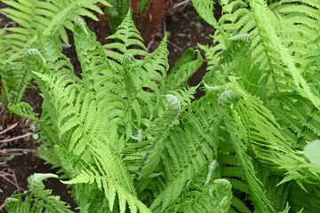 Ostrich fern ( Matteuccia struthiopteris ) leaves. Onocleaceae perennial fern.The young shoots are a wild vegetable.