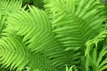 Ostrich fern ( Matteuccia struthiopteris ) leaves. Onocleaceae perennial fern.The young shoots are a wild vegetable. © tamu
