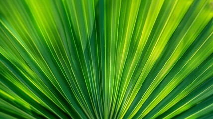 Close Up of Green Palm Leaf with Blurry Background
