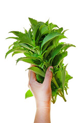 Stevia rebaudiana. Stevia green fresh branches in hand isolated on white background.Vegetable sweetener.Stevia plant.Alternative Low Calorie Vegetable Sweetener.Sugar substitute. dietary sweetener. 