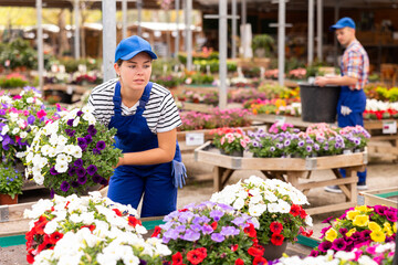 Enthusiastic young female florist in blue overalls setting up attractive display of petunia pots,...