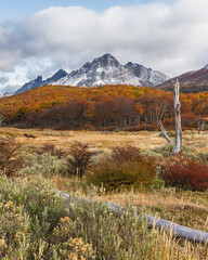 a big snowy peak of a mountain in the background surrounded by yellow and oranges trees in autumn