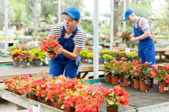 Female horticultural store employee puts in order showcase with flowering outdoor plants impatients walleriana. Girl seller in blue jumpsuit puts on shelf best specimens of flowers in pots