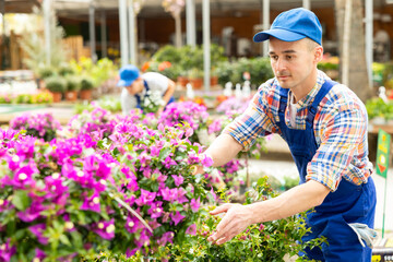 Male horticultural store employee puts in order showcase with flowering climbing outdoor plants...