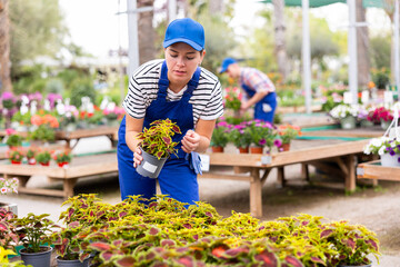 In flowers section, sales girl inspects new arrival of ornamental plants. She squatted down,...
