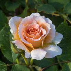 'Honey Perfume' Floribunda Rose in Bloom. San Jose Municipal Garden in San Jose, California.