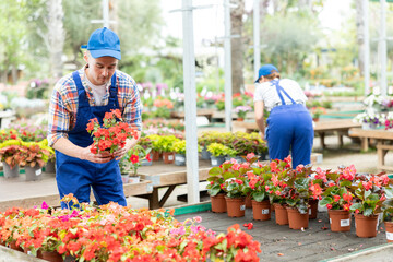 Male horticultural store employee puts in order showcase with flowering outdoor plants impatients walleriana. Man seller in blue jumpsuit puts on shelf best specimens of flowers in pots
