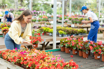 Smiling young female shopper in casual jeans and yellow cardigan selecting vibrant blooming Impatiens Walleriana plants in pots from array of colorful bedding flowers at local garden center