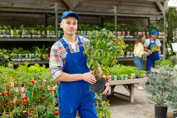 Positive worker in blue cap and overalls displaying potted tomato plant laden with ripe and unripe...