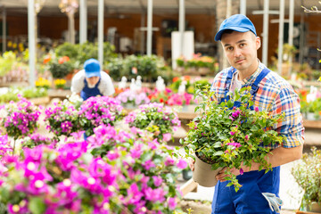 Male horticultural store employee puts in order showcase with flowering climbing outdoor plants Bougainvillea Alexandra. Man seller in blue jumpsuit puts on shelf best specimens of flowers in pots