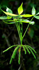 close up of leaves