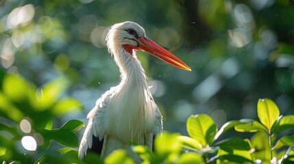 Fototapeta premium A majestic white stork perched atop a tall tree in a lush forest, its keen eyes scanning the surroundings for potential prey.