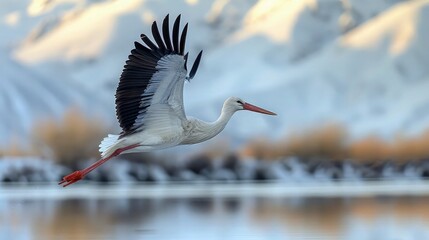 Fototapeta premium A stork gracefully soaring high above snow-capped mountains, its wings outstretched as it searches for prey.
