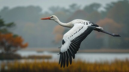 Fototapeta premium A stork gracefully gliding over a vast wetland, its long neck stretched out as it scans the marshes for signs of movement.