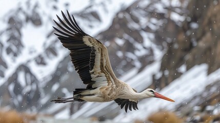 Obraz premium A stork gracefully soaring high above snow-capped mountains, its wings outstretched as it searches for prey.