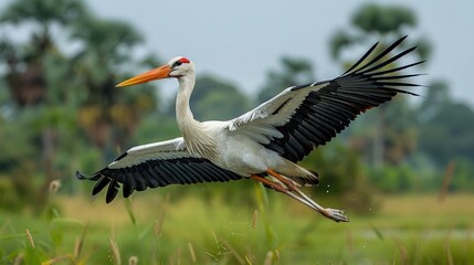 A stork gracefully gliding over a vast wetland, its long neck stretched out as it scans the marshes for signs of movement.