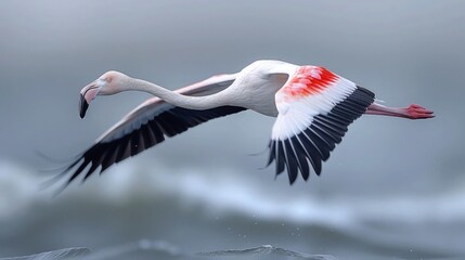 A majestic flamingo spreading its wings wide as it takes flight over a vast salt marsh