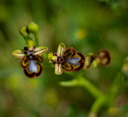 Bee orchid: Ophrys speculum
