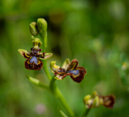 Bee orchid: Ophrys speculum