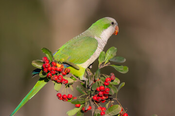 Parakeet perched on a bush with red berries , La Pampa, Patagonia, Argentina