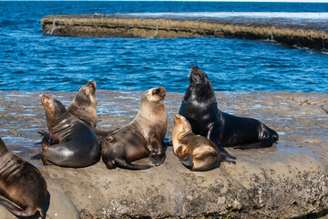 Fototapeta premium South American Sea Lion , .Peninsula Valdes ,Chubut,Patagonia, Argentina