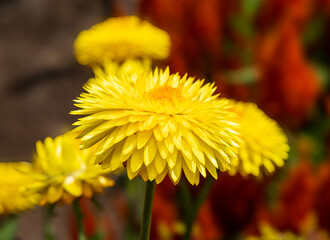 The golden everlasting or strawflower.