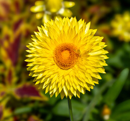 The golden everlasting or strawflower.