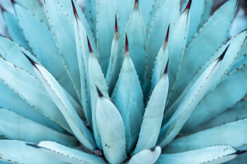 close up of an Agave