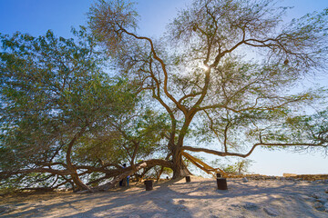 Panoramic view of the branches and foliage of the Tree of life, acacia located in the middle of the desert, without people, at daytime with blue sky, Manama, Bahrain