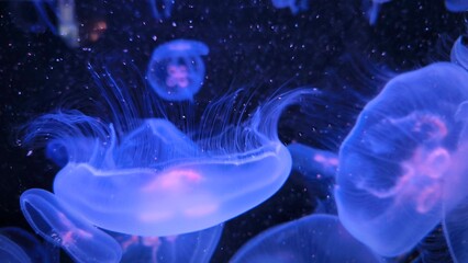 Close-up of jellyfish floating translucent blue light purple color background plankton banner