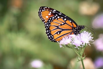 Fototapeta premium butterfly on flower