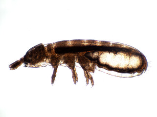 STK springtail, Collembola, side view photomicrograph, cECP 2024 - obrazy, fototapety, plakaty