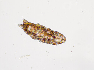STK water bear, Phylum tardigrada, top view, cECP 2024