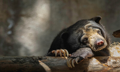 brown bear in zoo