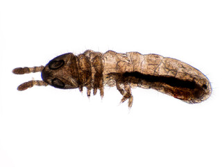 STK3 springtail, Collembola, dorsal view photomicrograph, cECP 2024
