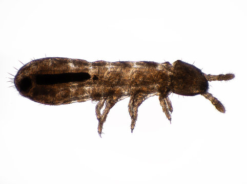 STK2 springtail, Collembola, 3/4 view photomicrograph, cECP 2024