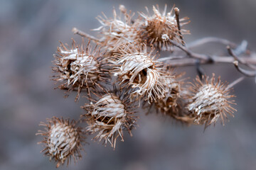 Dry inflorescences of burdock on a blurred background.