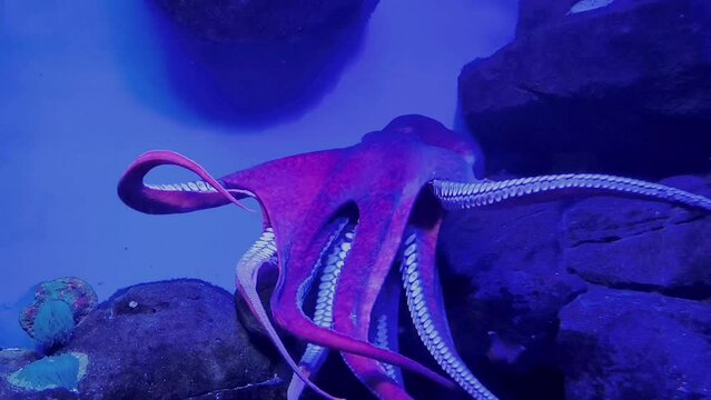 Wild octopus swimming in slow motion underwater. An octopus open arms slowly like dancing under water in the mediterranean sea. One octopus at the sea. Wild Octopuses.