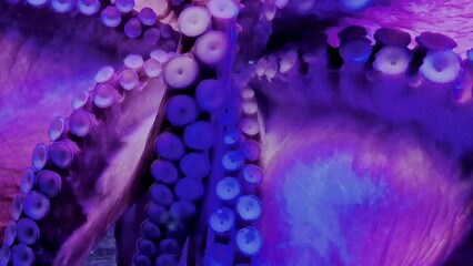 Wild octopus swimming in slow motion underwater. An octopus open arms slowly like dancing under water in the mediterranean sea. One octopus at the sea. Wild Octopuses.