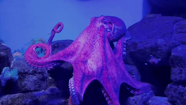 Wild octopus swimming in slow motion underwater. An octopus open arms slowly like dancing under water in the mediterranean sea. One octopus at the sea. Wild Octopuses.