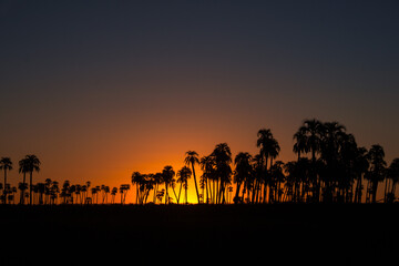 Fototapeta na wymiar sunset and palm trees
