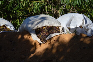 white bag with coffee next to coffee trees on a plantation in Brazil