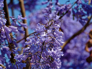 Beautiful jacaranda