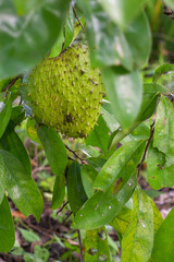 Soursop fruit (Annona muricata) is a fruit rich in vitamins and an alternative herbal medicine