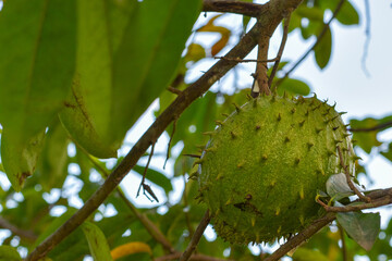 Soursop fruit (Annona muricata) is a fruit rich in vitamins and an alternative herbal medicine