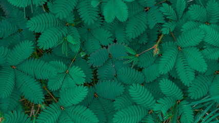 Background of shy princess green leaves, wild plant shy princess traditional medicinal ingredients